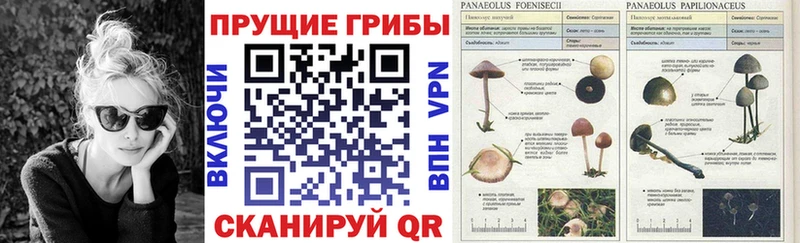 Псилоцибиновые грибы Cubensis  гидра вход  Звенигово 